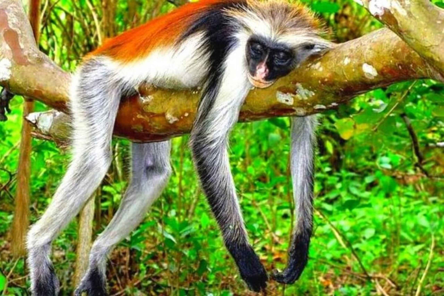 Занзибар: полудневная экскурсия в лес Джозани для наблюдения за обезьянами