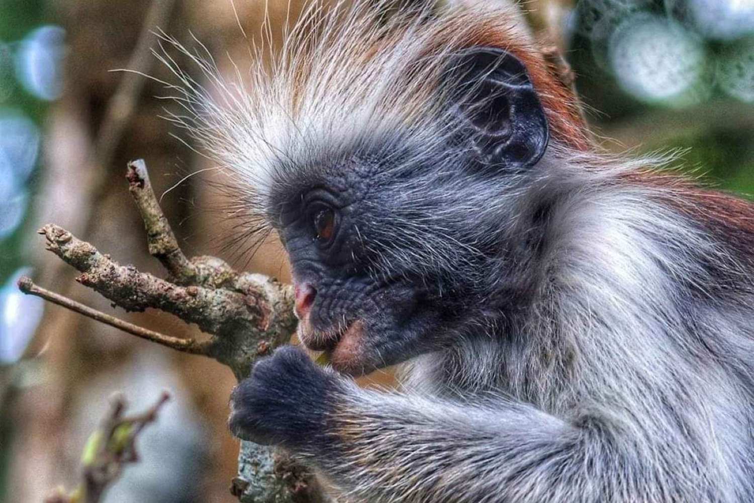 Занзибар: лес Джозани с пешеходной экскурсией по Каменному городу