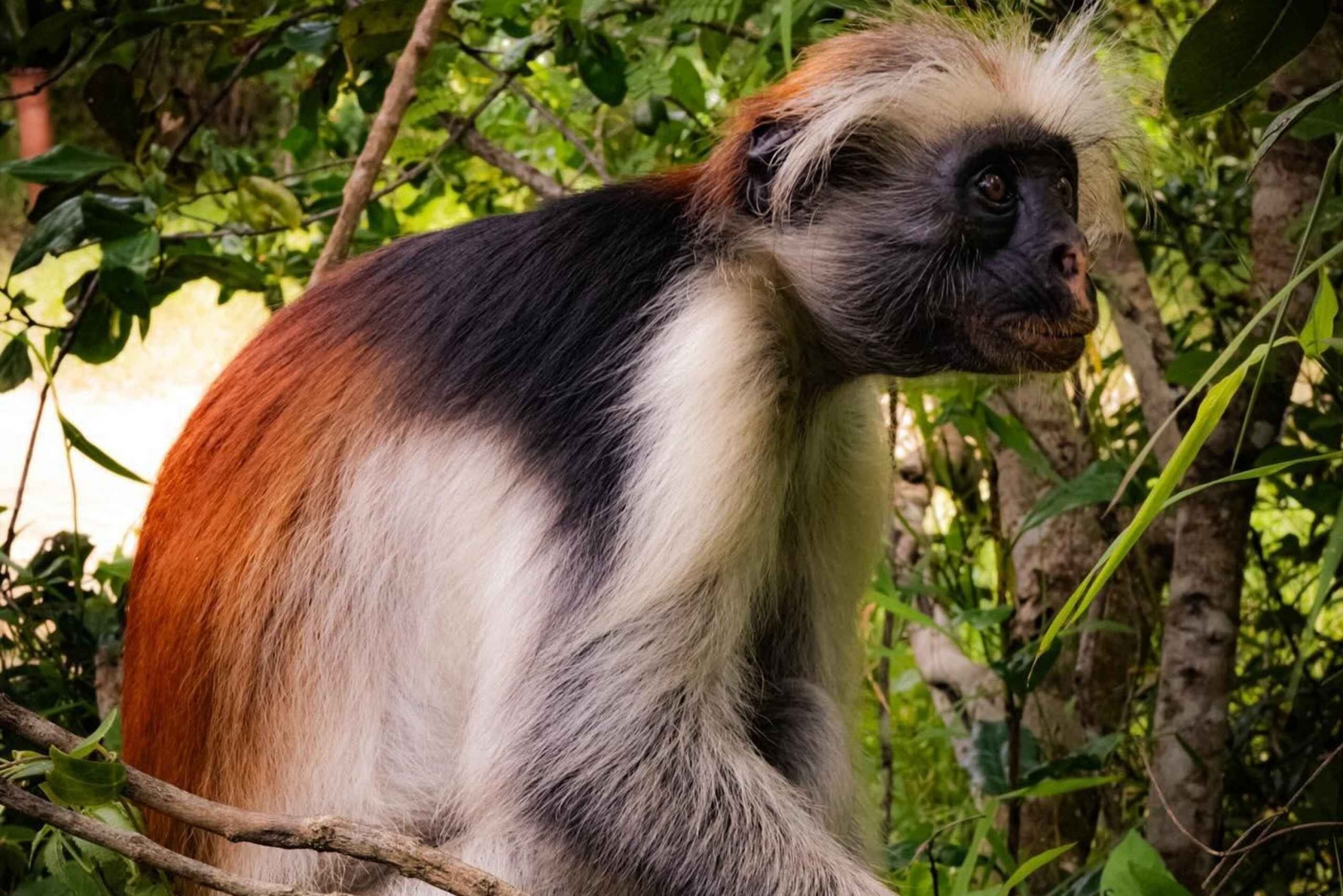 ZANZIBAR; FLORESTA JOZANI