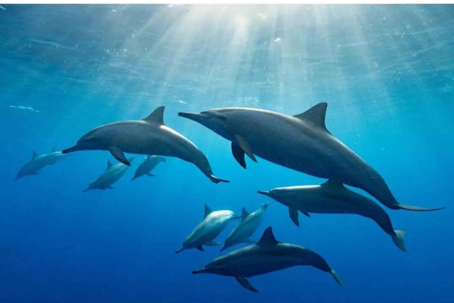 Zanzíbar: tour con delfines en Kizimkazi y visita al santuario de tortugas marinas