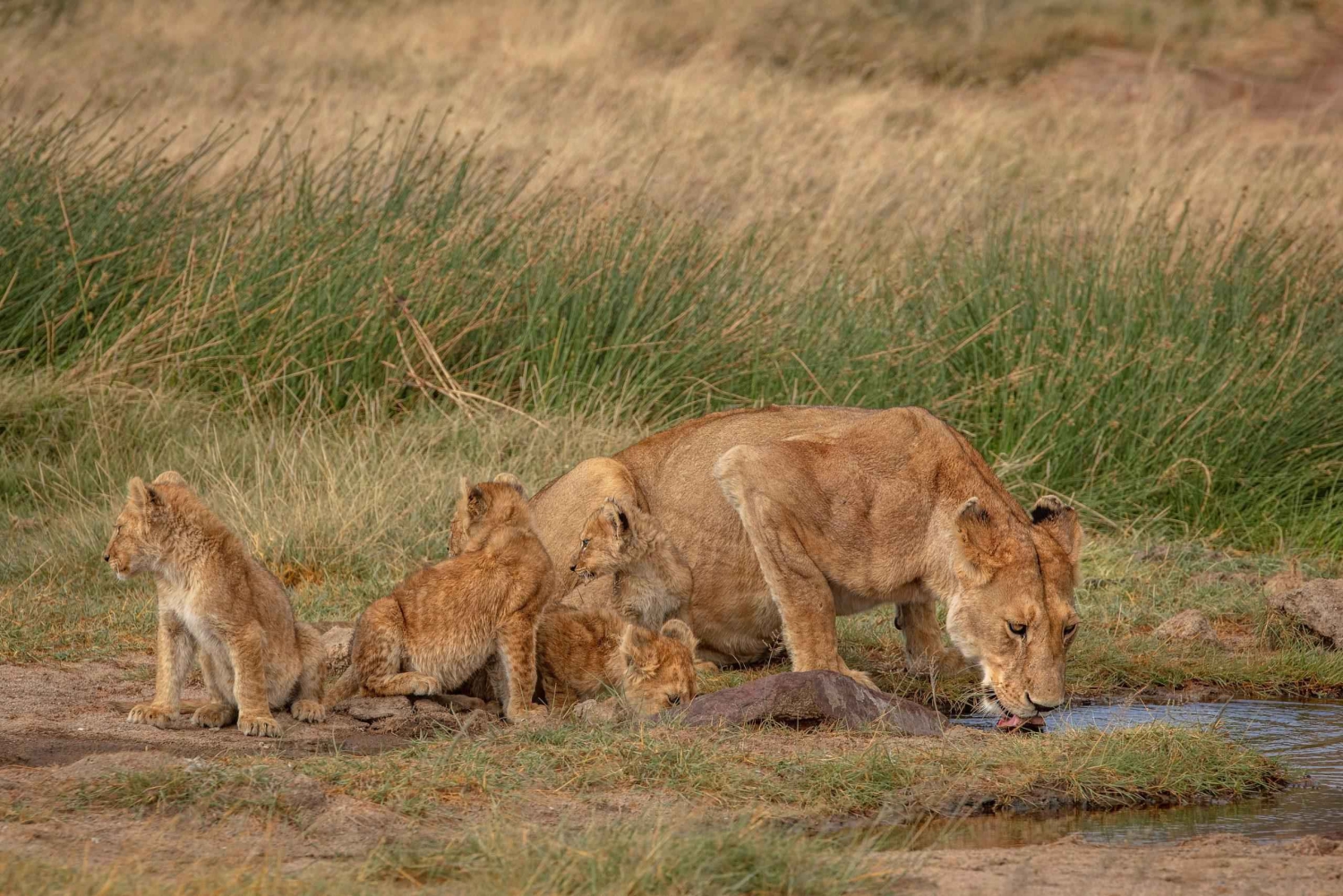 Zanzibar: Safari no Lago Manyara e Exploração Cultural com Voo