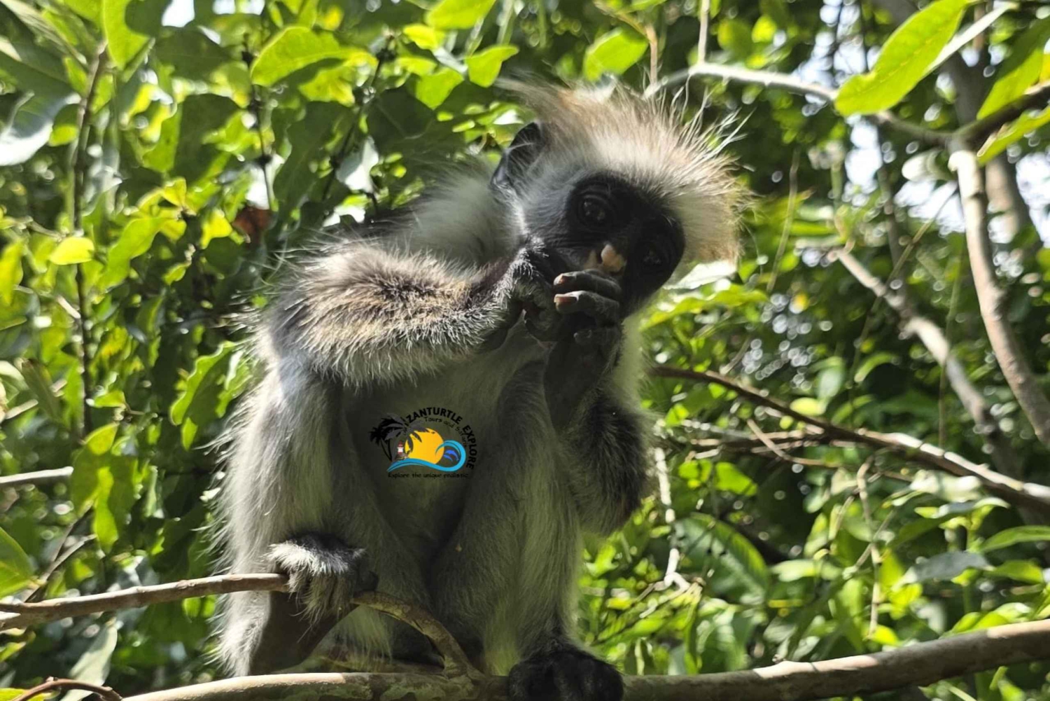 Zanzibar: Maasai World, Jozani Forest en restaurant The Rock