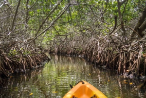 ZANZIBAR: Kajakeventyr i mangroven og autentisk landsbytur