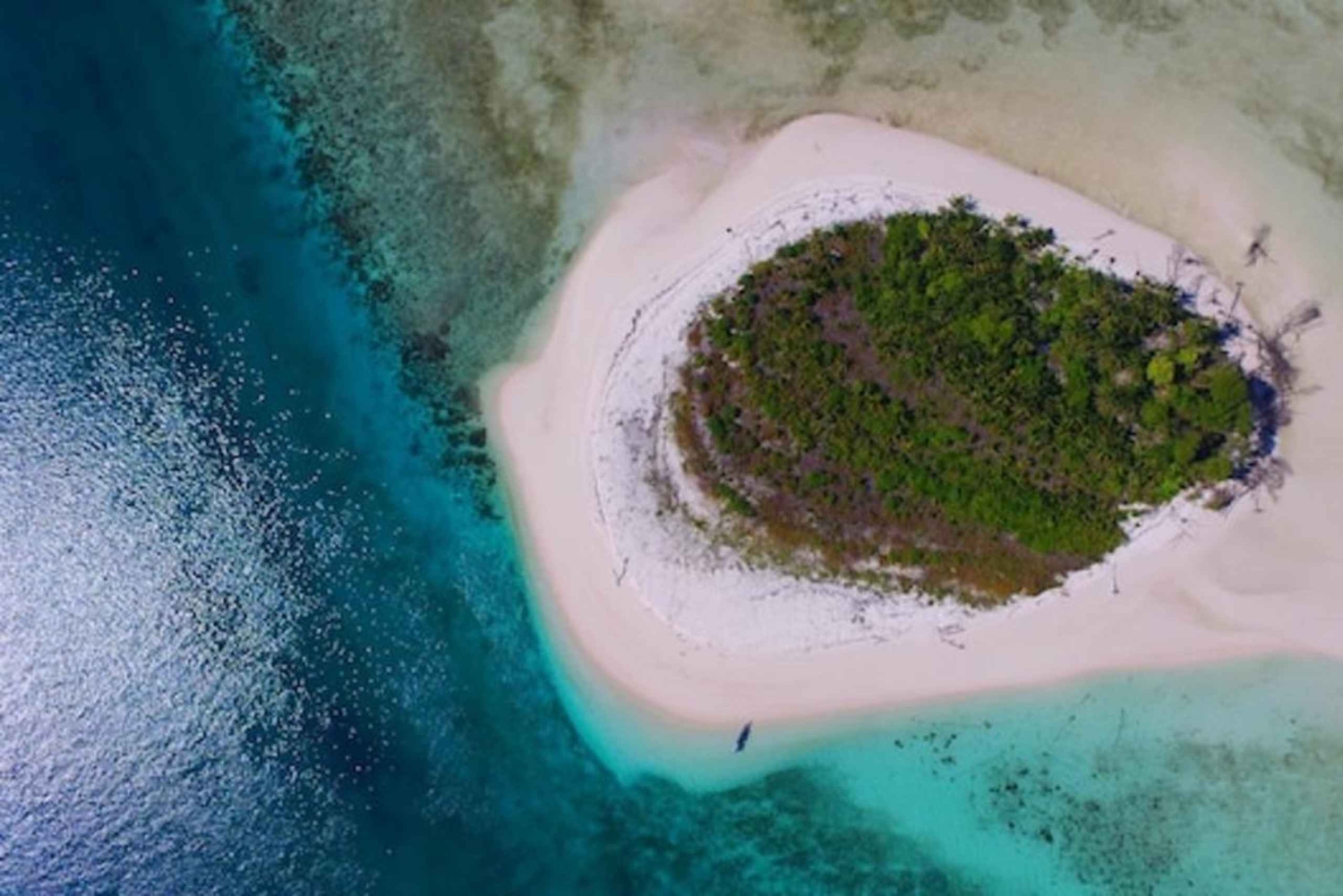 Zanzibar: Mnemba Dolphin-tur på Afrikas Maldiver