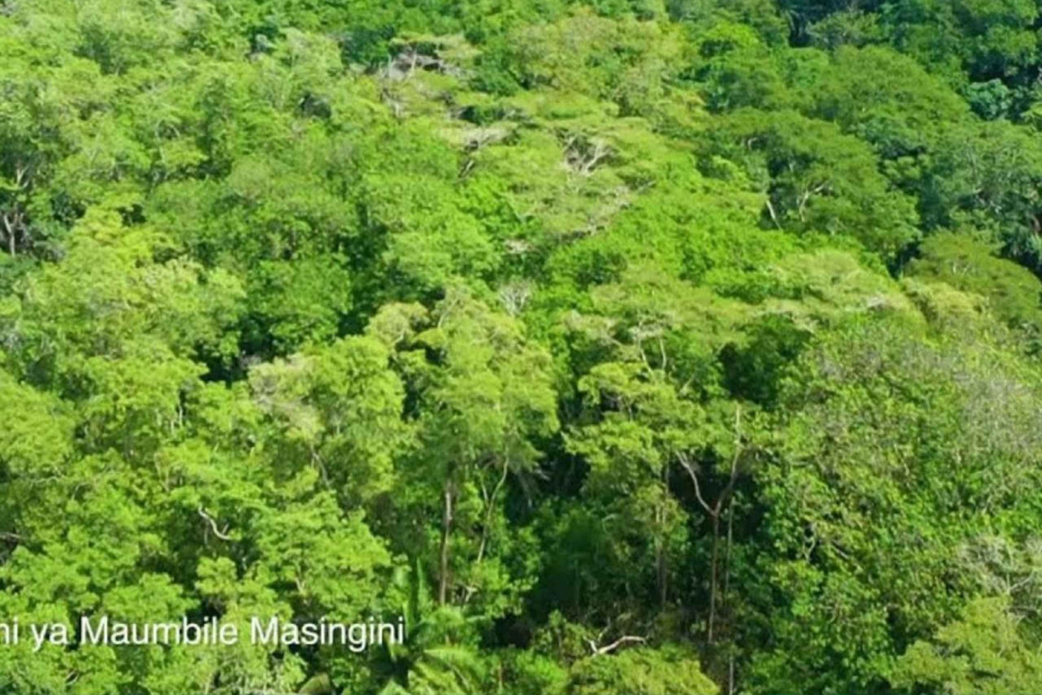 Zanzibar: Fengselsøya, besøk på krydderfarm og svømming med skilpadder
