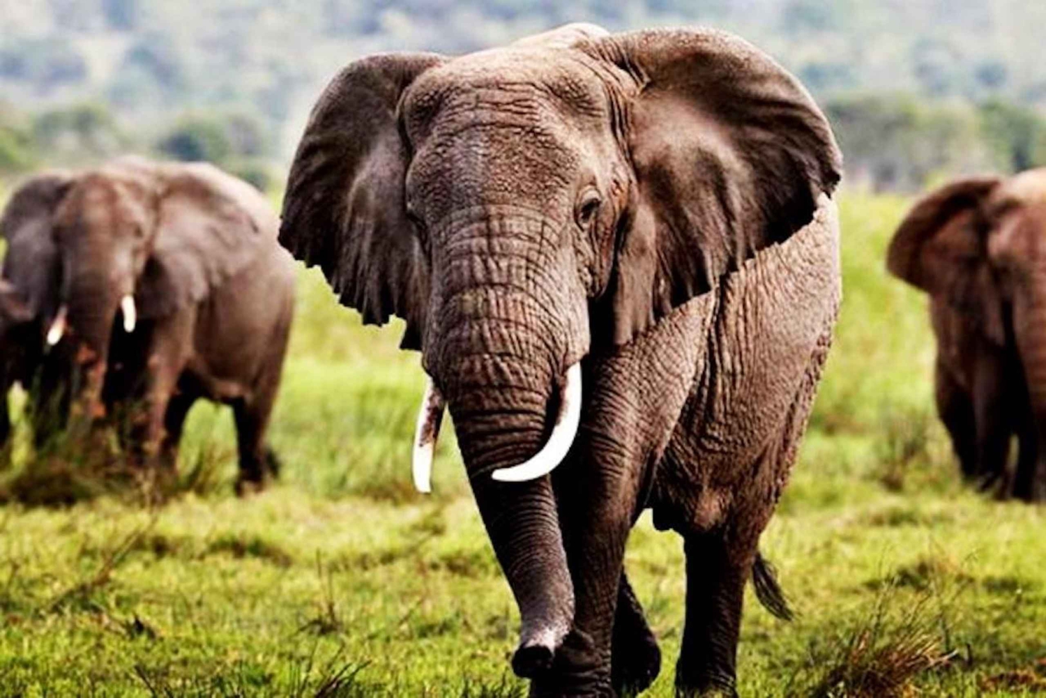 Safari de 3 días y 2 noches desde Zanzíbar a Mikumi en ferri