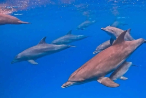 ザンジバル：ムネンバ環礁、ムナラニ水族館、そしてヌングウィビーチをご覧ください
