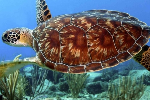 ザンジバル：ムネンバ環礁、ムナラニ水族館、そしてヌングウィビーチをご覧ください