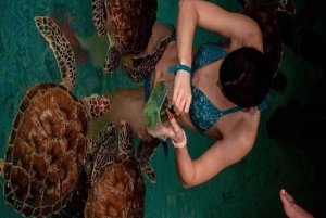 ザンジバル：ムネンバ環礁、ムナラニ水族館、そしてヌングウィビーチをご覧ください