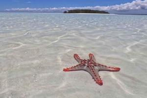 ザンジバル：ムネンバ環礁、ムナラニ水族館、そしてヌングウィビーチをご覧ください