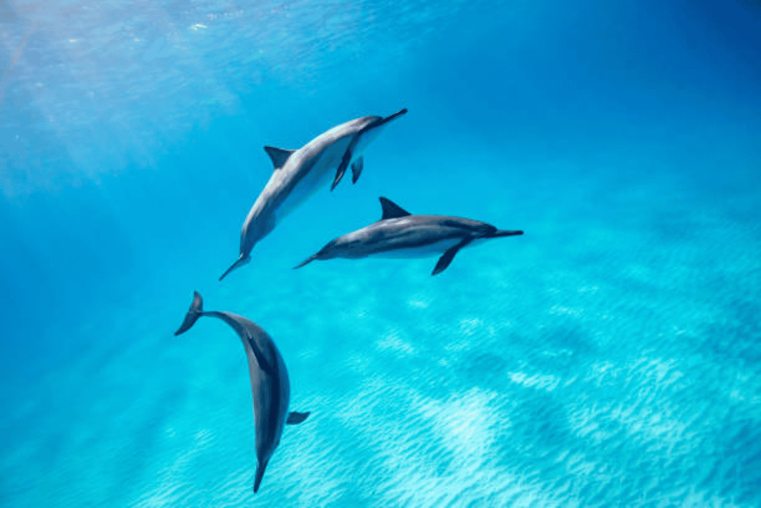Zanzíbar: Aventura de snorkel en el atolón de Mnemba y excursiones para ver delfines
