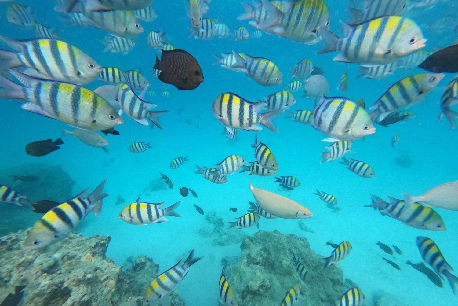 Zanzibar: Mnemba Atoll, kryddodling och Jozani-skogen