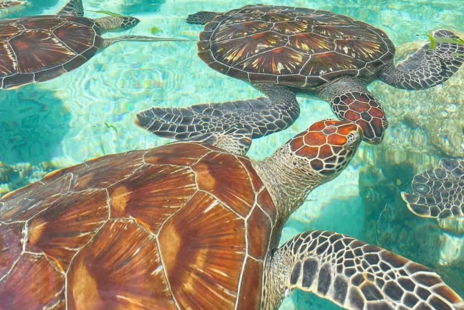 Zanzibar: golfinhos em Mnemba, aquário de tartarugas e praia de Kendwa