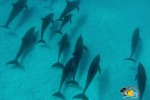 Zanzibar: Mnemba Dolphin Swim & Transparent Kayak with Drone