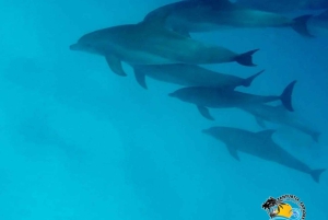 Zanzibar: Mnemba Dolphin Swim & Transparent Kayak with Drone