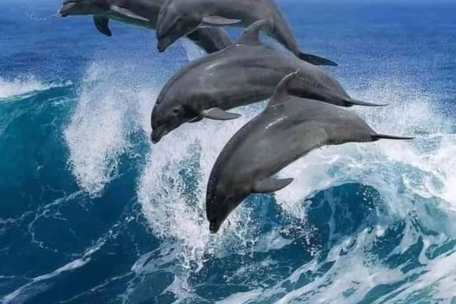 Zanzíbar: excursión para ver delfines en Mnemba y tour a pie por Stone Town