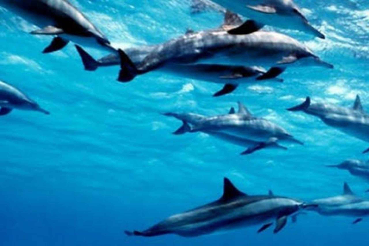 Zanzibar: Svøm med delfinerne i Mnemba og oplev Maasai-kulturen