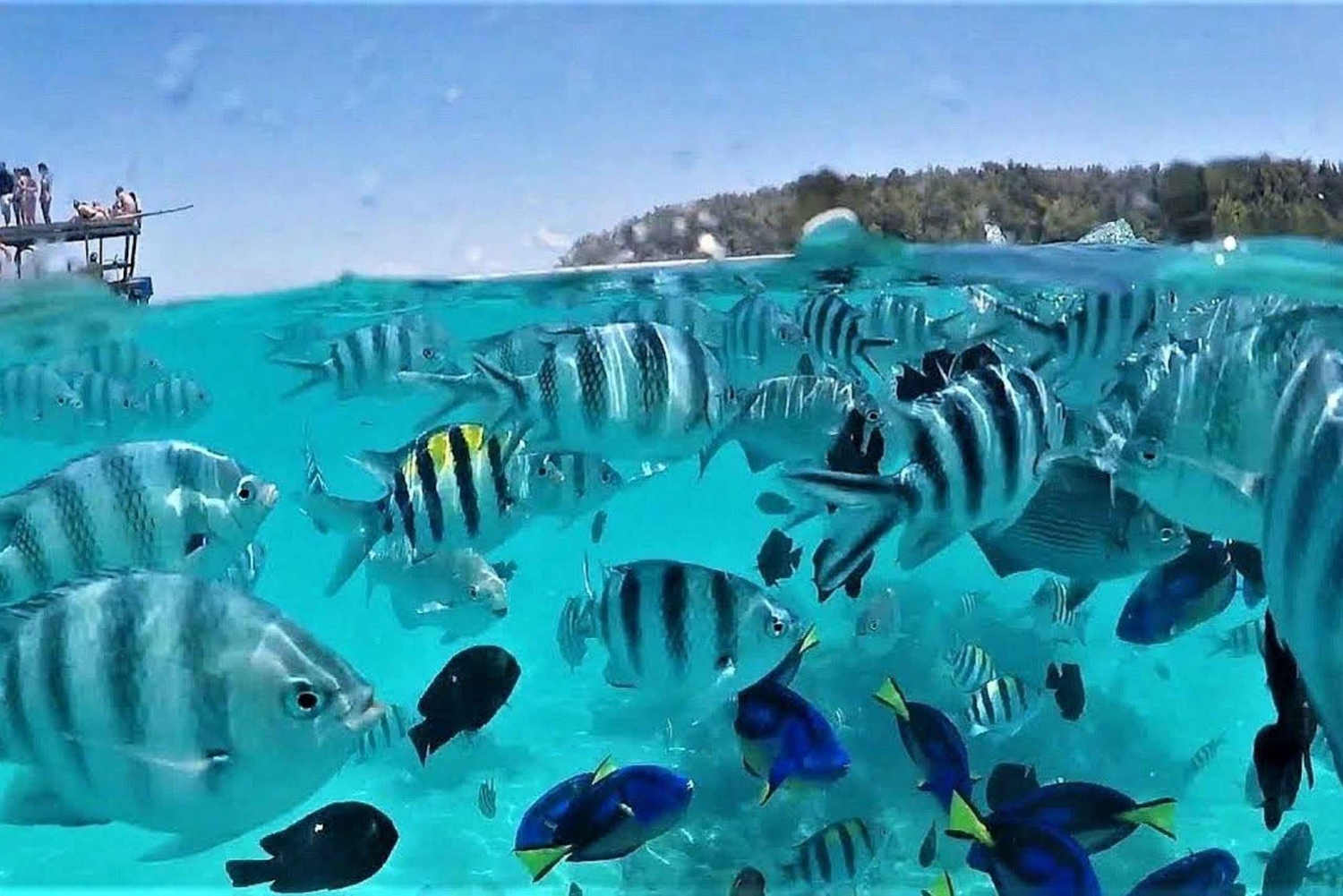 Zanzibar: Excursão para observação de golfinhos e mergulho com snorkel na Ilha Mnemba