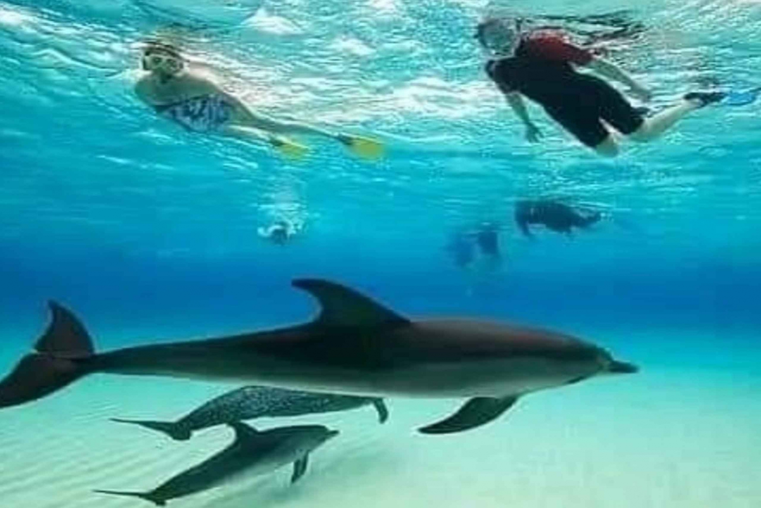 Z Nungwi: Obserwacja delfinów i nurkowanie z rurką na wyspie Mnemba