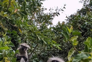 Zanzibar: dagtour naar Mnemba Island en Jozani Forest