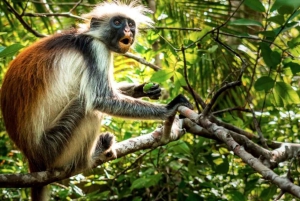 Zanzibar: dagtour naar Mnemba Island en Jozani Forest
