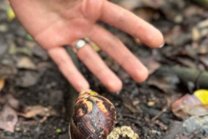 Zanzibar: dagtour naar Mnemba Island en Jozani Forest