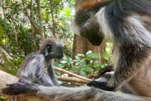 Zanzibar: dagtour naar Mnemba Island en Jozani Forest