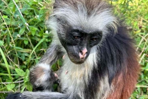 Zanzibar: dagtour naar Mnemba Island en Jozani Forest