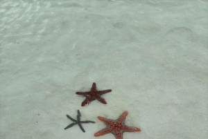 Zanzibar: dagtour naar Mnemba Island en Jozani Forest