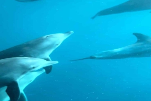 Zanzibar: dagtour naar Mnemba Island en Jozani Forest