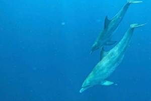 Zanzibar: dagtour naar Mnemba Island en Jozani Forest