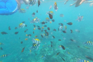 Zanzibar: dagtour naar Mnemba Island en Jozani Forest