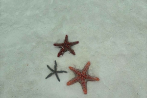 Zanzibar: dagtour naar Mnemba Island en Jozani Forest