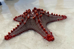 Zanzibar: dagtour naar Mnemba Island en Jozani Forest