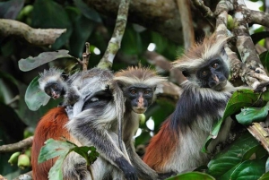 Zanzibar: dagtour naar Mnemba Island en Jozani Forest