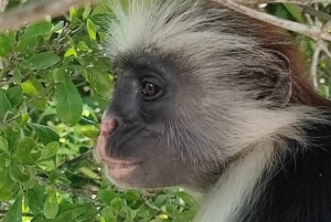 Zanzibar: dagtour naar Mnemba Island en Jozani Forest