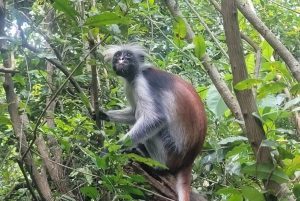 Zanzibar: dagtour naar Mnemba Island en Jozani Forest