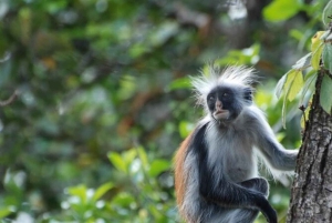 Zanzibar: dagtour naar Mnemba Island en Jozani Forest
