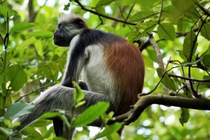 Zanzibar: dagtour naar Mnemba Island en Jozani Forest
