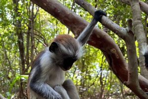 Zanzibar: dagtour naar Mnemba Island en Jozani Forest