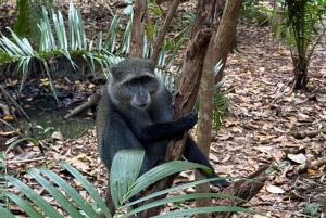 Zanzibar: dagtour naar Mnemba Island en Jozani Forest