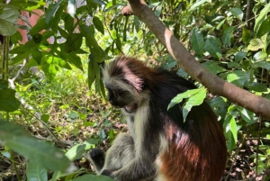 Zanzibar: dagtour naar Mnemba Island en Jozani Forest