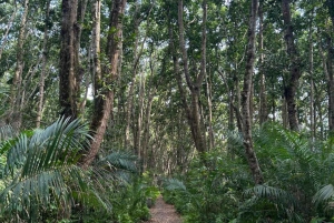 Zanzibar: dagtour naar Mnemba Island en Jozani Forest