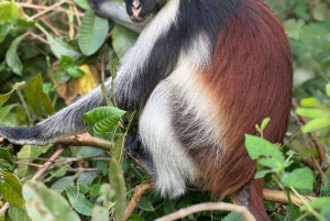 Zanzibar: dagtour naar Mnemba Island en Jozani Forest