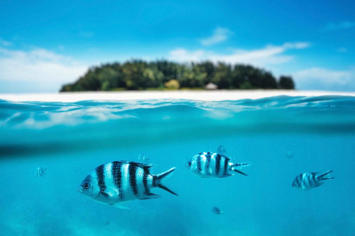 Zanzibar: mnemba eiland, turels zwemmen met kendwa strand