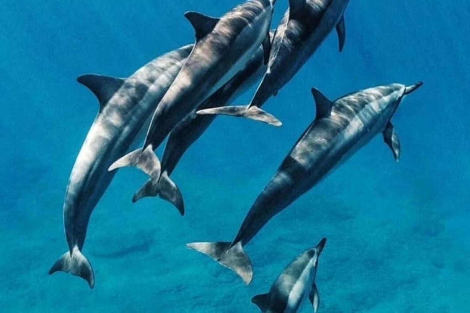 Zanzibar: Mnemba Snorkling, delfiner och ridning