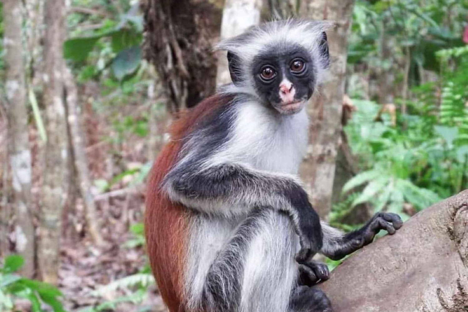 Zanzibar: mergulho em Mnemba, passeio de especiarias e visita à floresta de Jozani