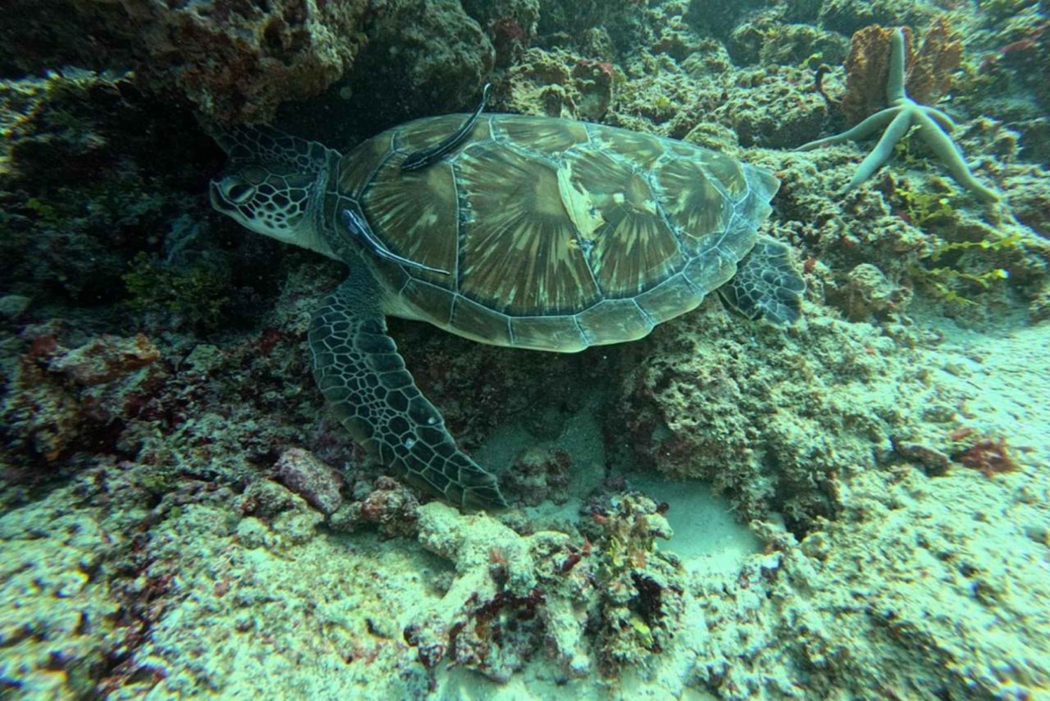 Zanzibar: Snorkling på Nkupenda Island med frokost