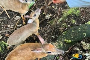 Zanzibar: Nungwi Kilosa Zoo & Transparent Kayak with Drone
