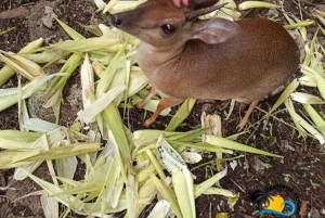 Zanzibar: Nungwi Kilosa Zoo & Transparent Kayak with Drone